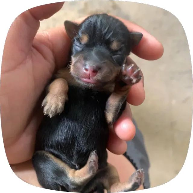 Filhote de Pinscher 01