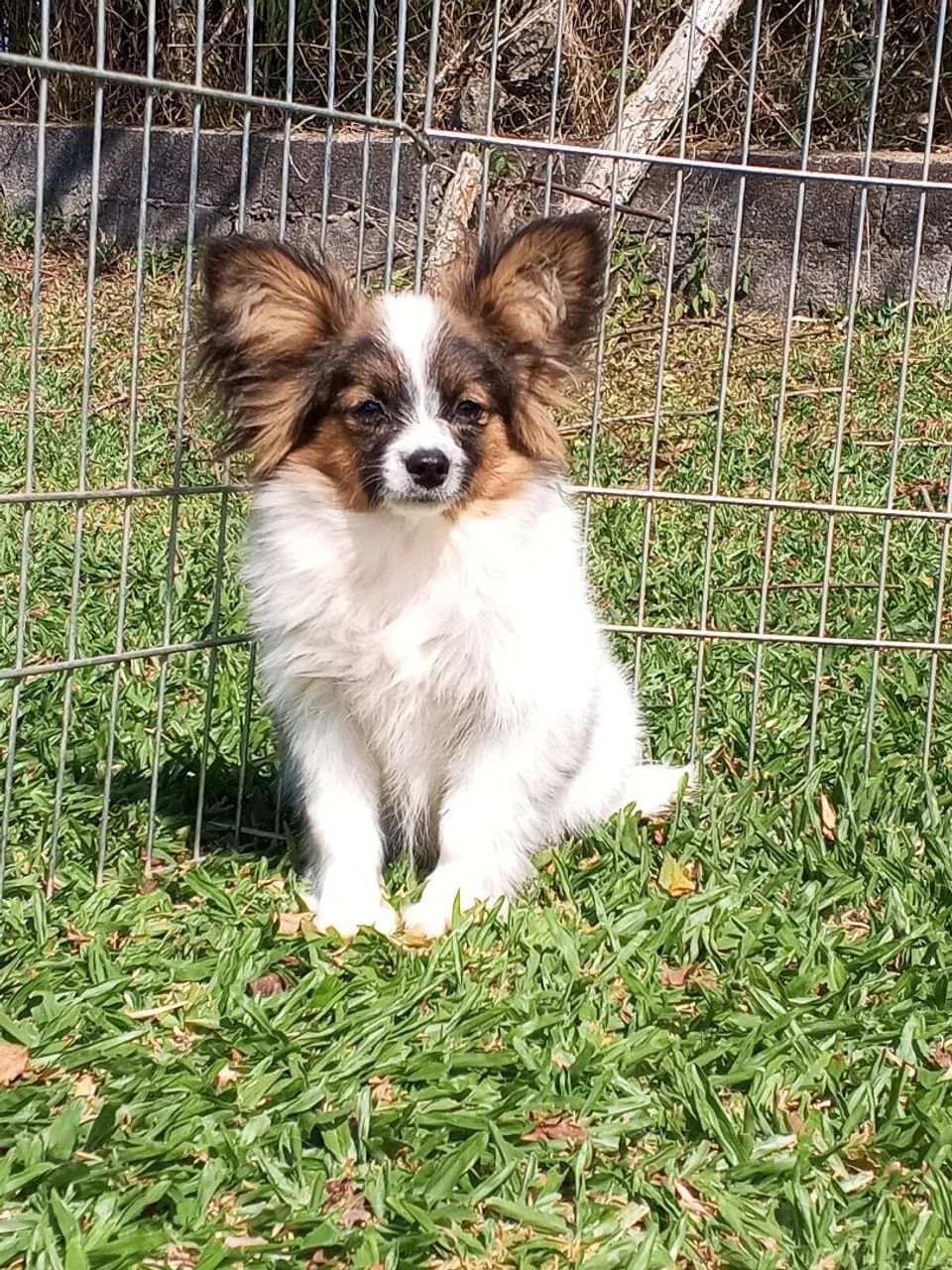 Papillon macho pedigree CBKC - Foto 3