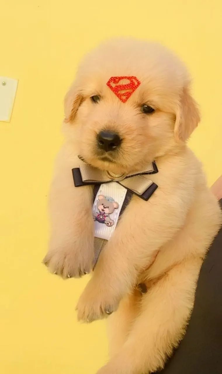 Golden Retriever  - Foto 5