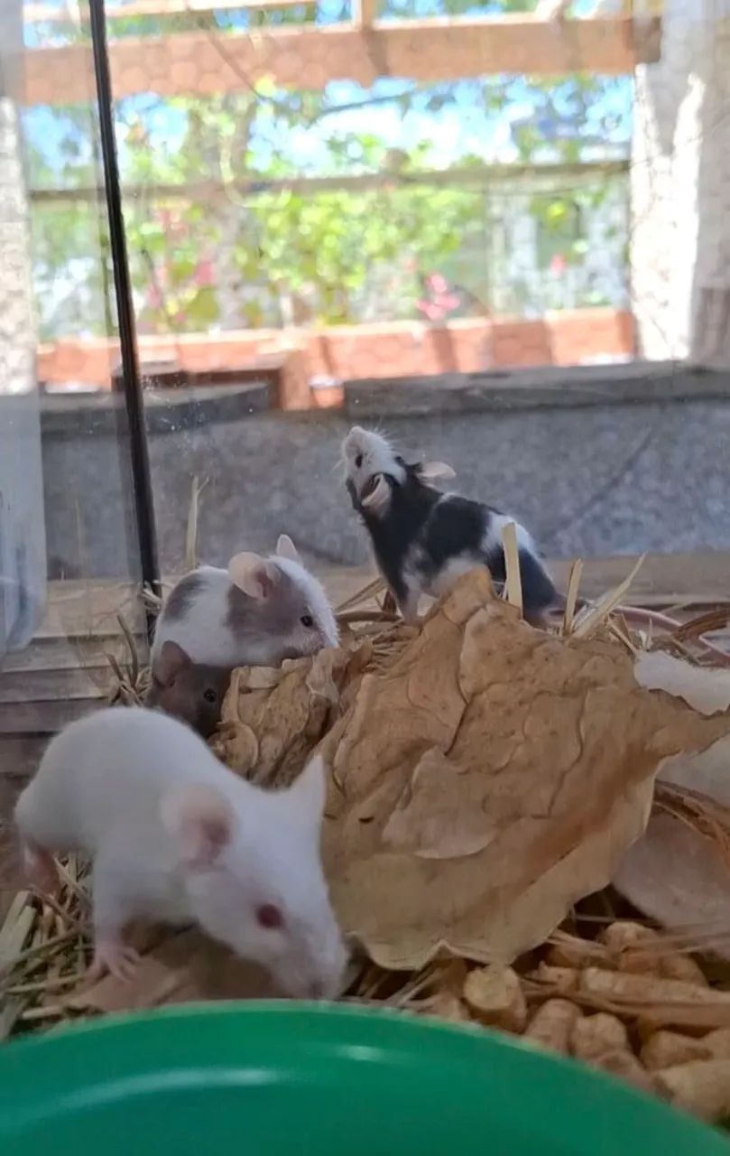 Topodongos coloridos  - Foto 2