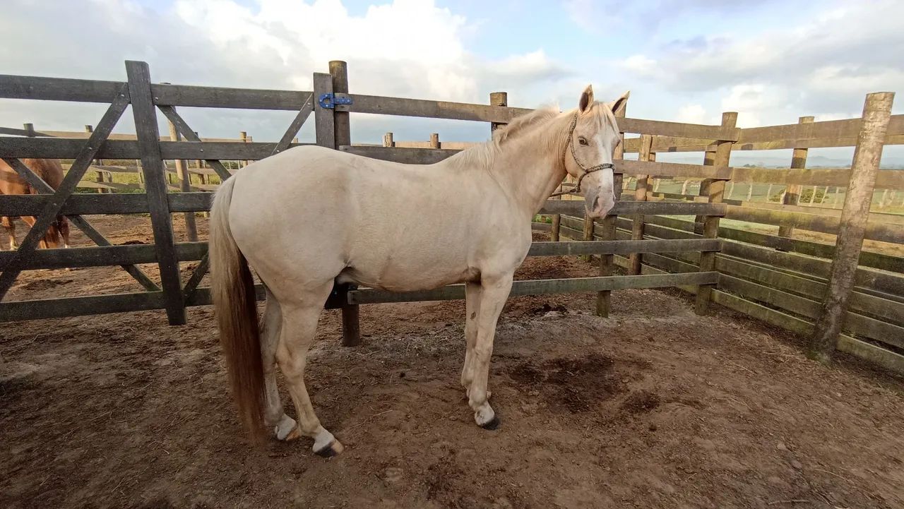 VENDO TROCO POR ALGO DO MEU INTERESSE 