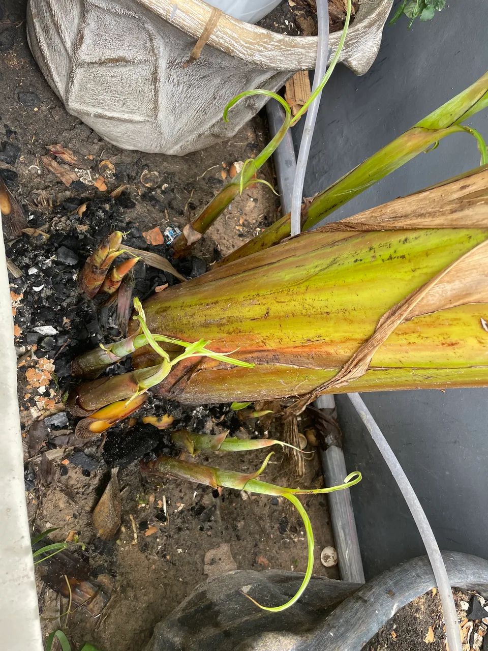 Banana de frita - Foto 2
