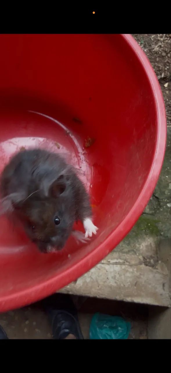 Hamster sírio  - Foto 2