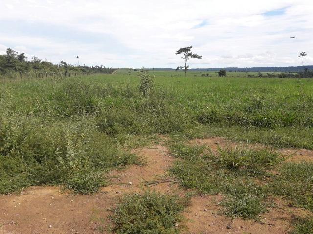 Fazenda de 261 alqueires, com 250 aberto 30 km de Nova Santa Helena -MT - Foto 15