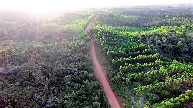 Fazenda em Igrapiuna com acesso ao mar - Foto 9