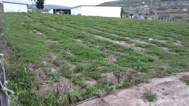 03 Hectares Com Água e Luz Em Chã Grande - PE - Foto 16