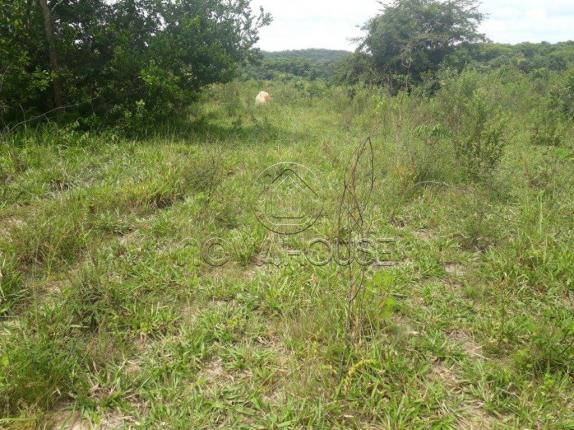 Fazenda rural à venda, centro, itaguaia - . - Foto 8