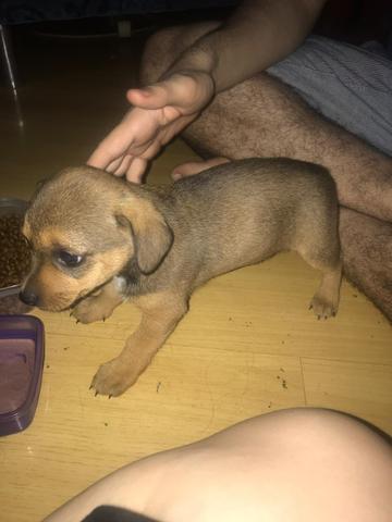 Cães para adoção - Foto 2