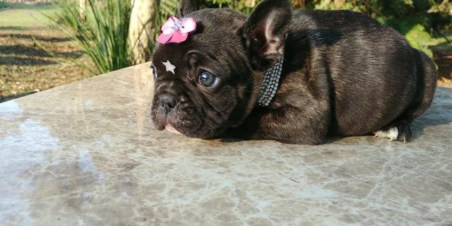 Filhote Fêmea de Bulldog Francês, linhagem Húngara - preço especial - Foto 2