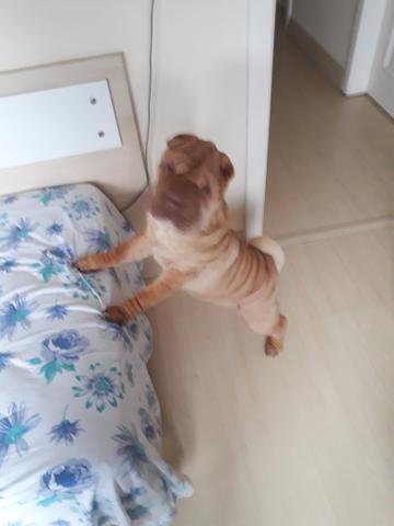 Shar pei