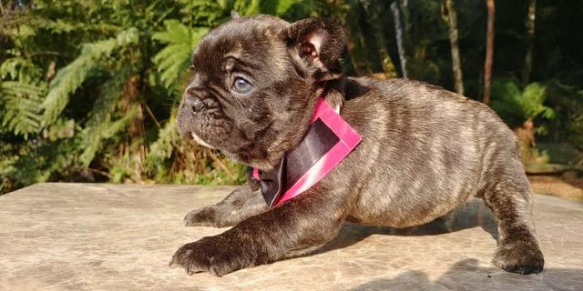 Filhote Fêmea de Bulldog Francês, linhagem Húngara - preço especial - Foto 3
