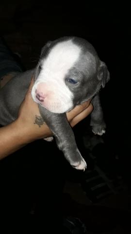 Filhote de American Staffordshire Terrier Blue Nose - Foto 5