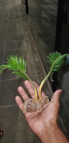 Mudas de planta