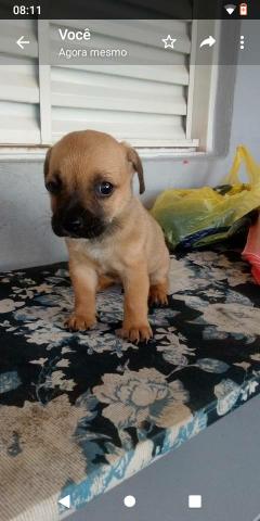 Vendo ou troco filhote pinscher 1 FÊMEA - Foto 5