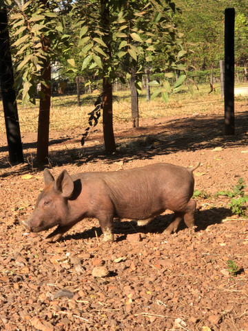 Casal de Mine porcos barcê - Foto 4