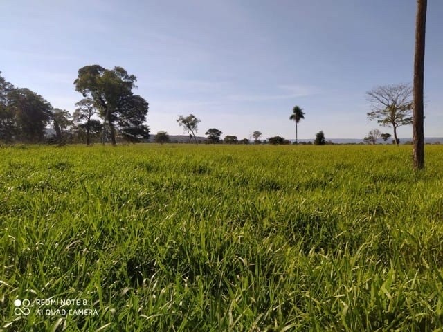 200 milhões de reais             *Fazenda de 4.100 hectares Porto estrela MT - Foto 5