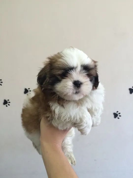 Seu mais novo Cãopanheiro te espera - Lhasa Apso - Foto 3
