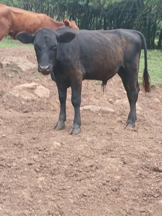 Vendo tourinhos hereford e black angus - Foto 2