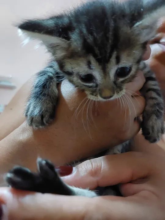 Gatinho fofinho disponível para adoção