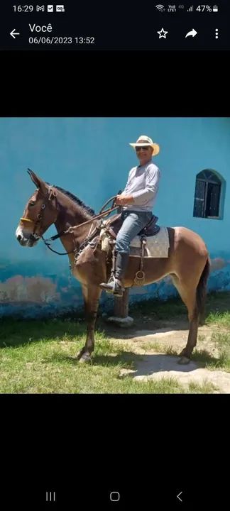 Animais pra cavalgada 