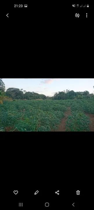 Vendo rama de mandioca  amarela.