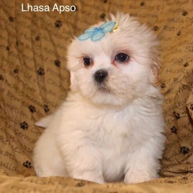 Lhasa dog hot sale olx