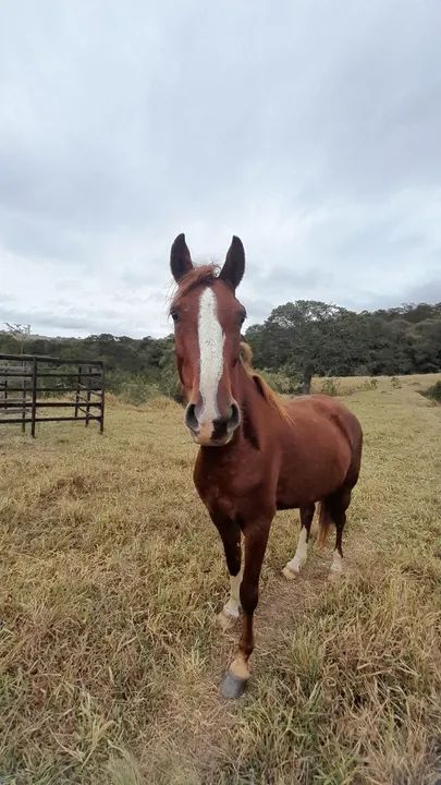 Cavalor Paulista  - Foto 4
