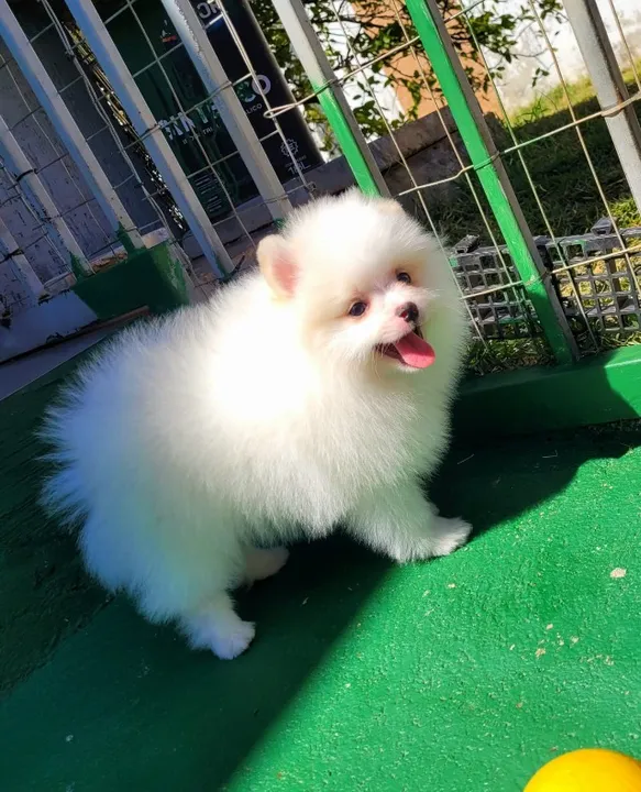Lulu da Pomerânia - Macho - Pedigree CBKC - 10x s/ no cartão com Garantia
