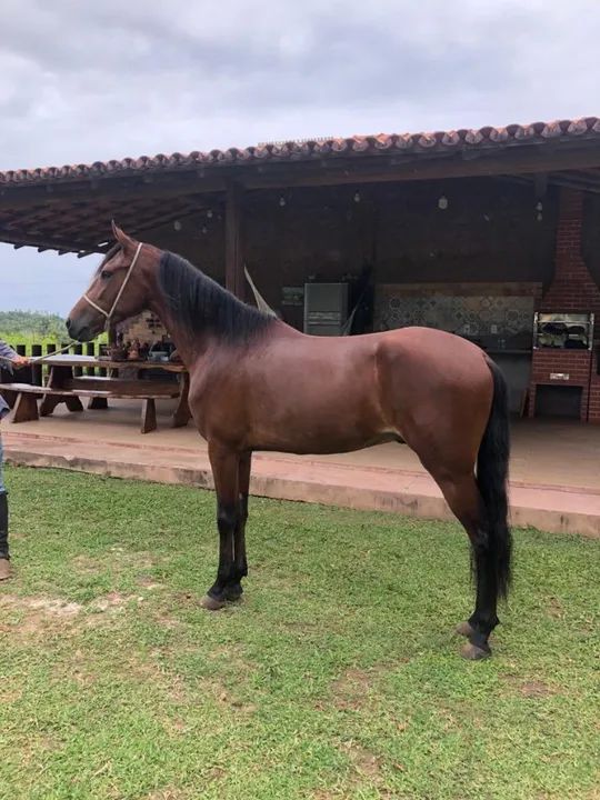 Cavalo marcha batida