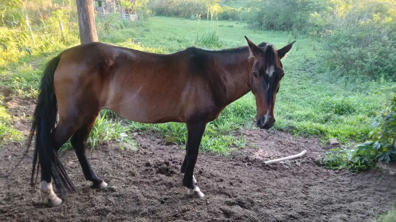 Egua cruza com Mangalarga  - Foto 2