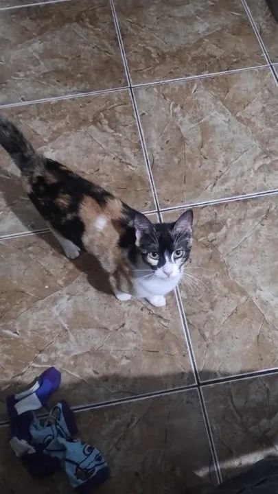 Gata disponível para adoção - Foto 2