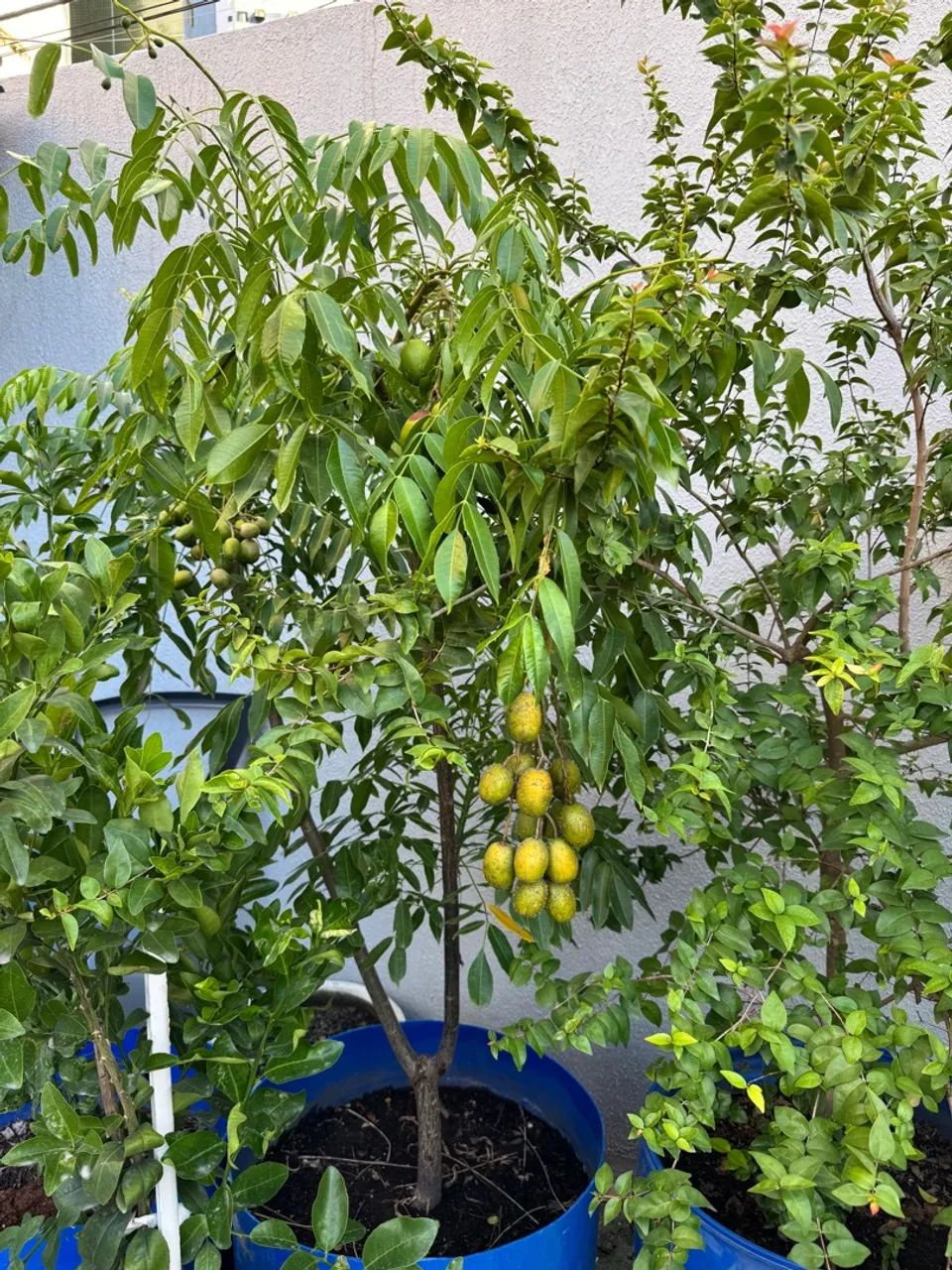 Jabuticabeira mais de 2 metros dar frutos doces , Dar frutos o ano inteiro. - Foto 2