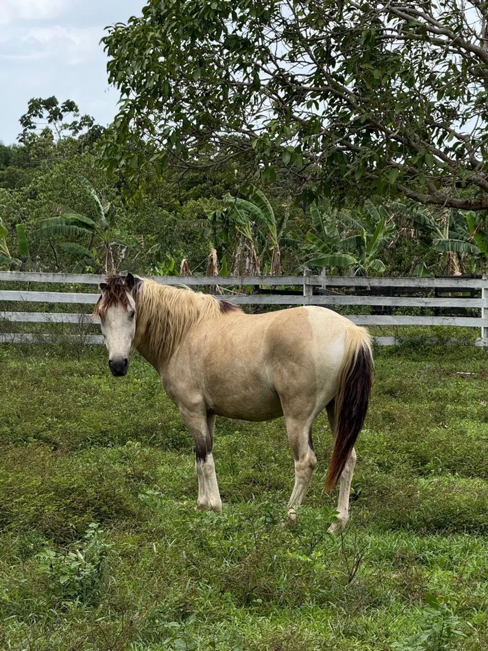 Cavalos em excelente estado, prontos para o trabalho! - Foto 3