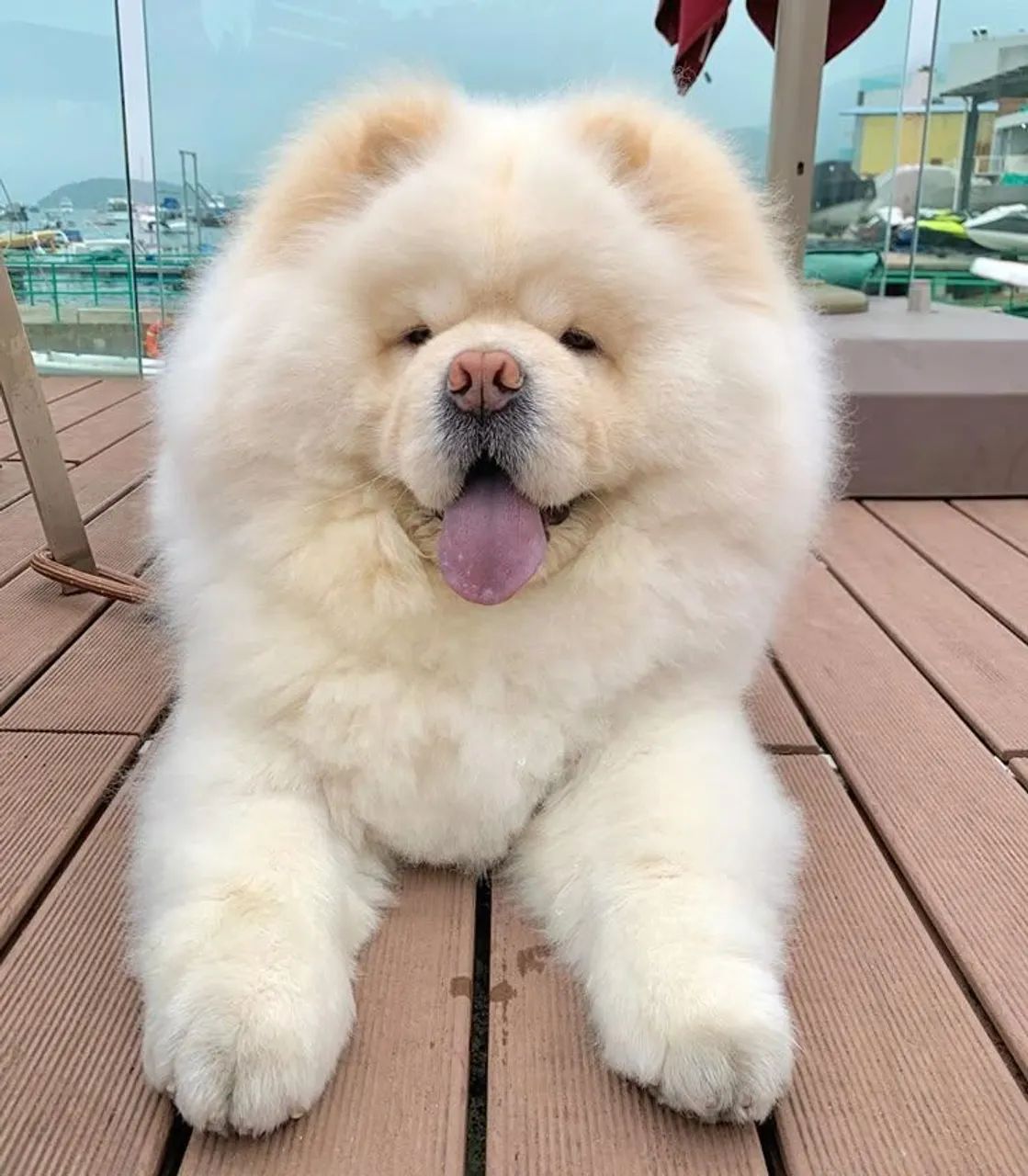 Filhote de chow-chow! Completas][