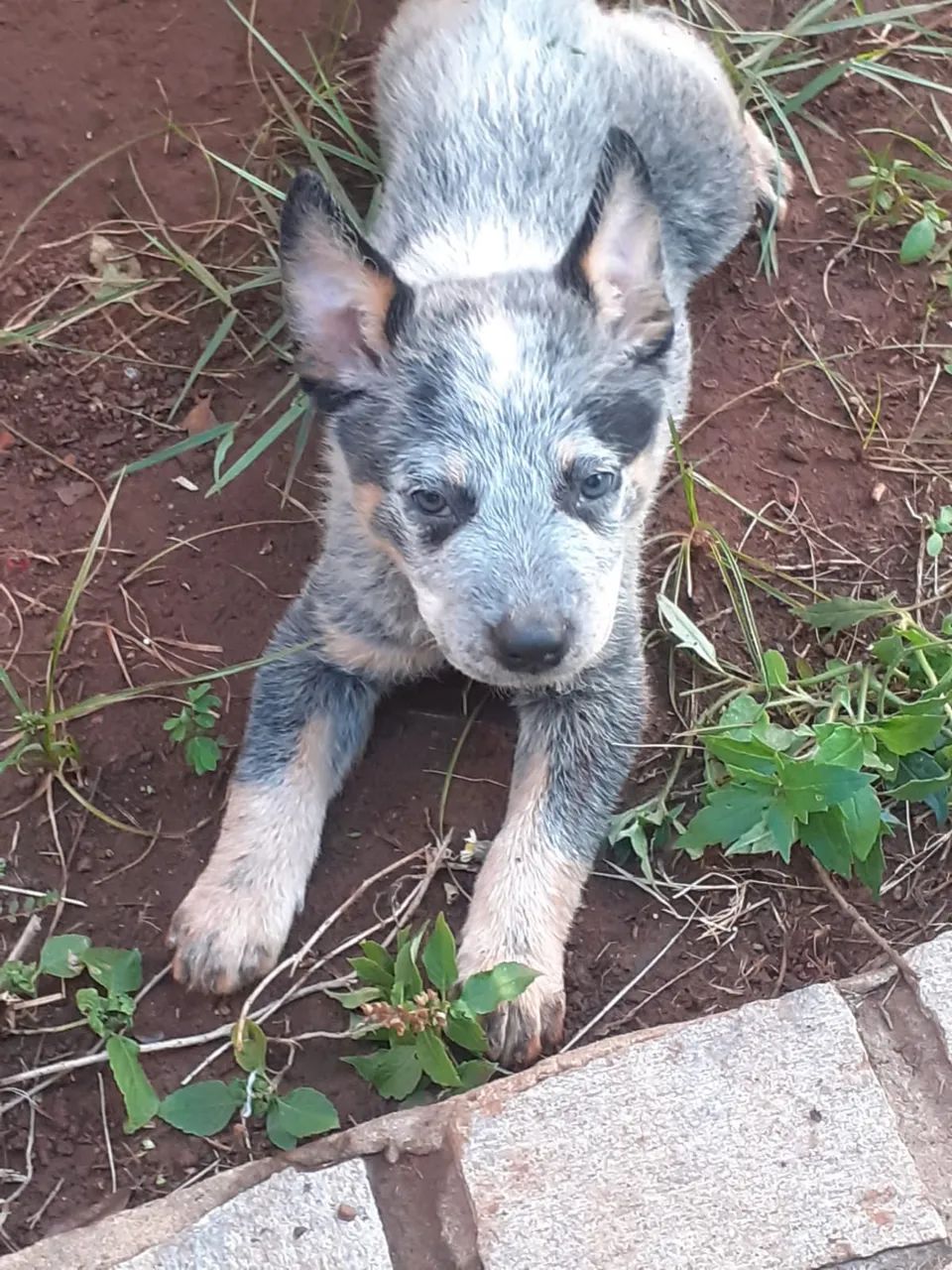 Australian Cattle Dog