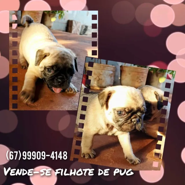 Pug