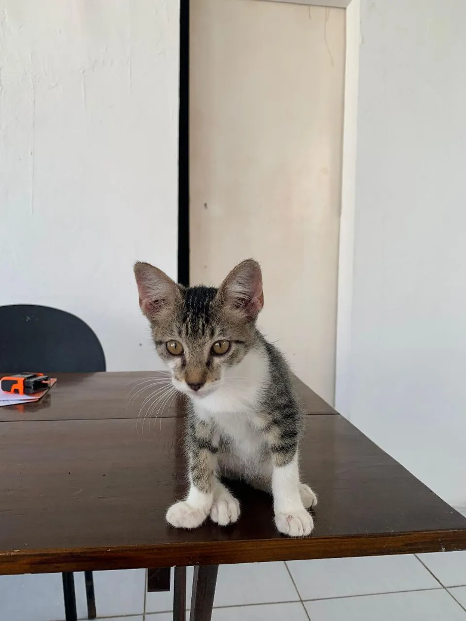 Filhotes gatos adoção responsável olinda