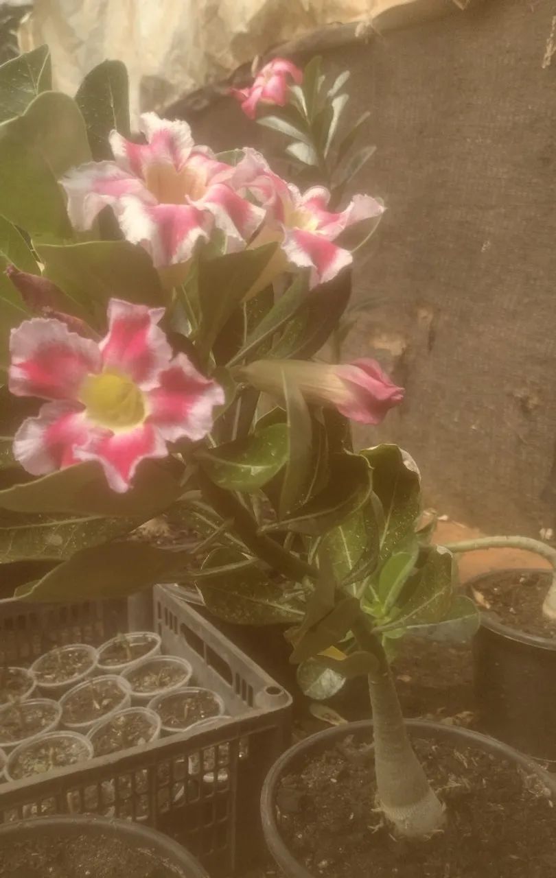 Rosas do deserto - Foto 3