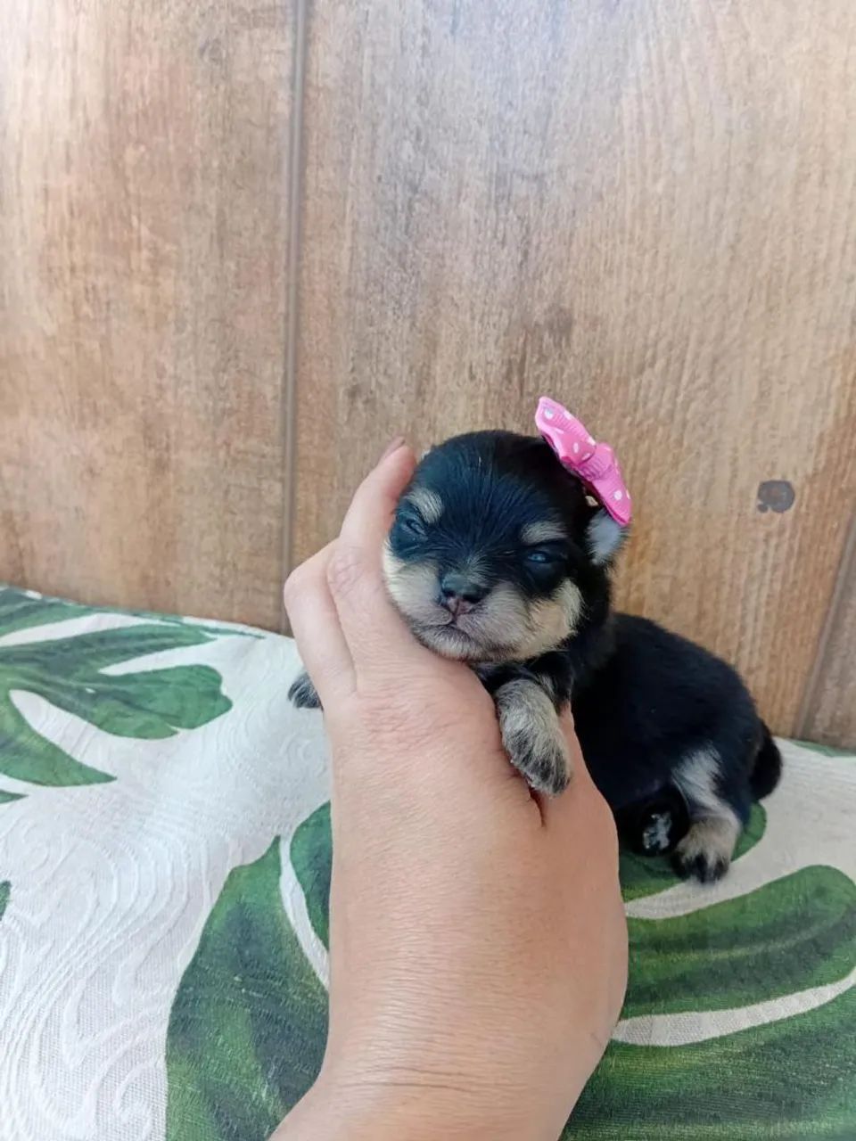 Spitz Alemão fêmea anã Black Tan para reserva!  - Foto 3