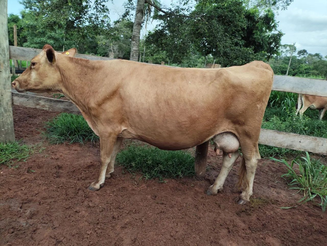 Vacas leiteiras  - Foto 3