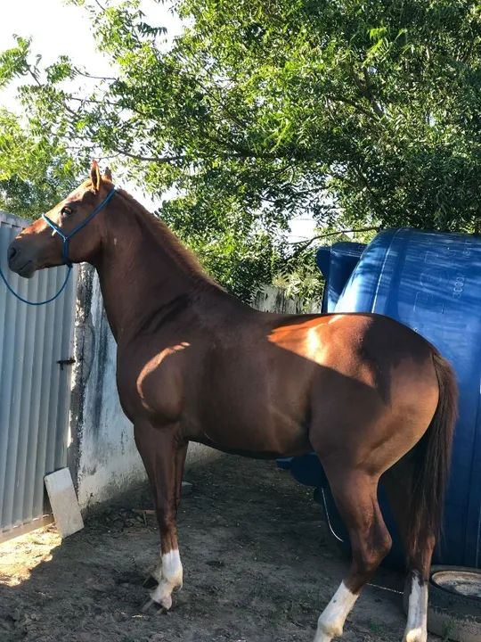 Cavalo garanhão, meio sangue QM - Foto 2