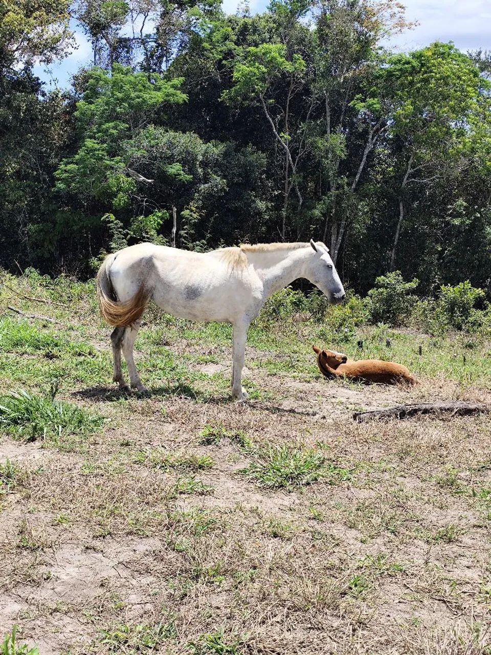 Égua Mangalarga  - Foto 4