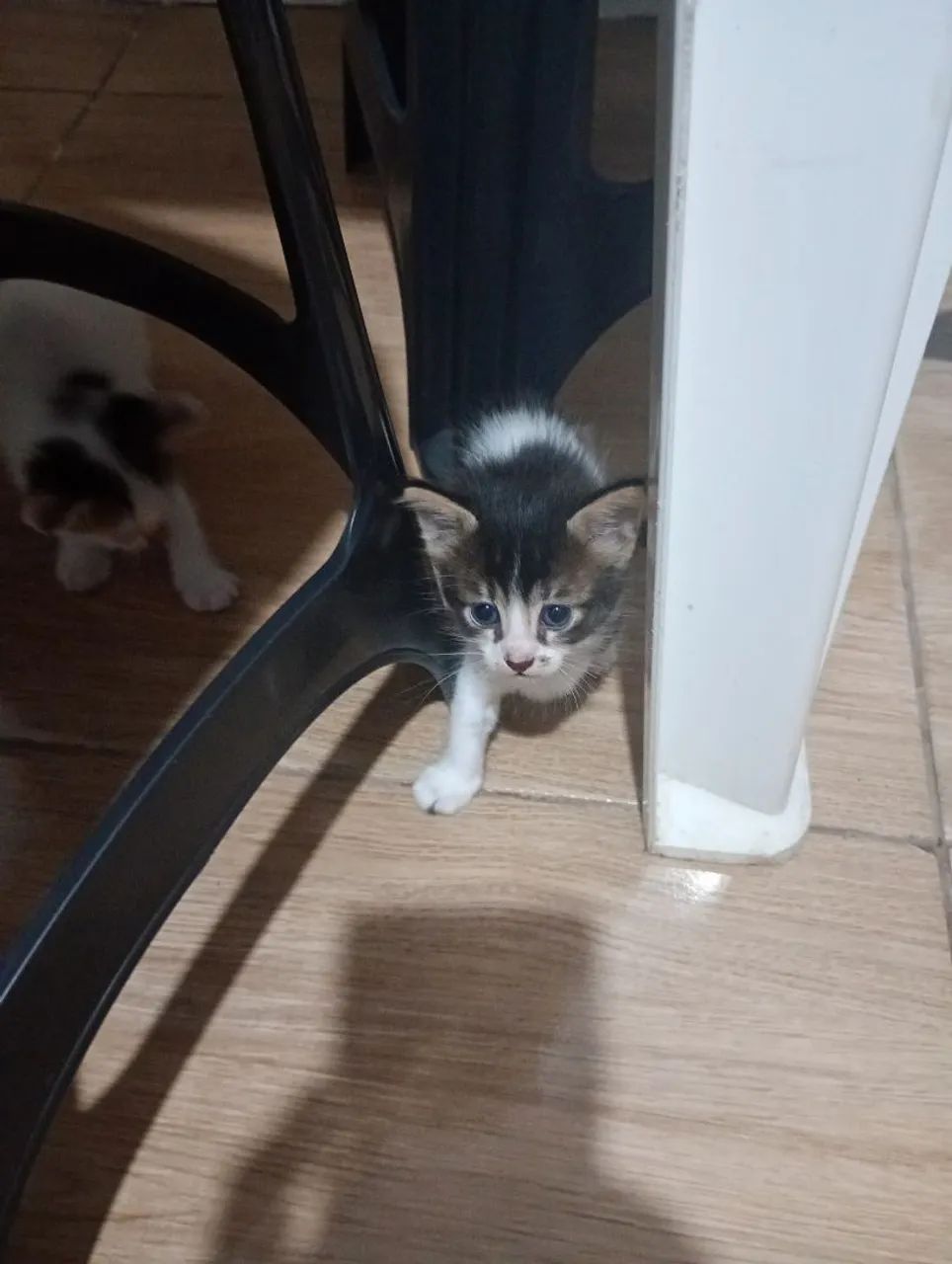 Gatinho lindo e carinhoso para adoção