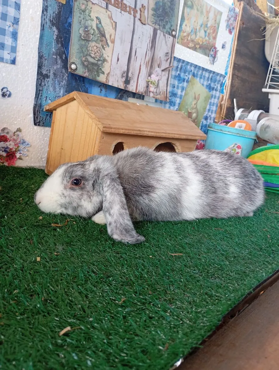 Coelho(a) Mini Lop