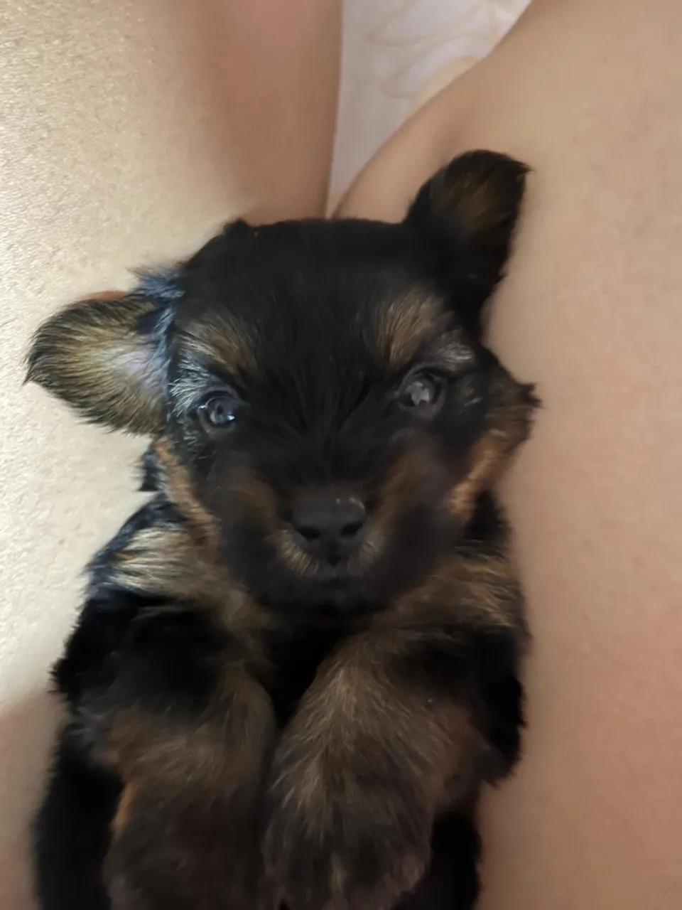 Filhote de Yorkshire Terrier - Fofo e Carinhoso