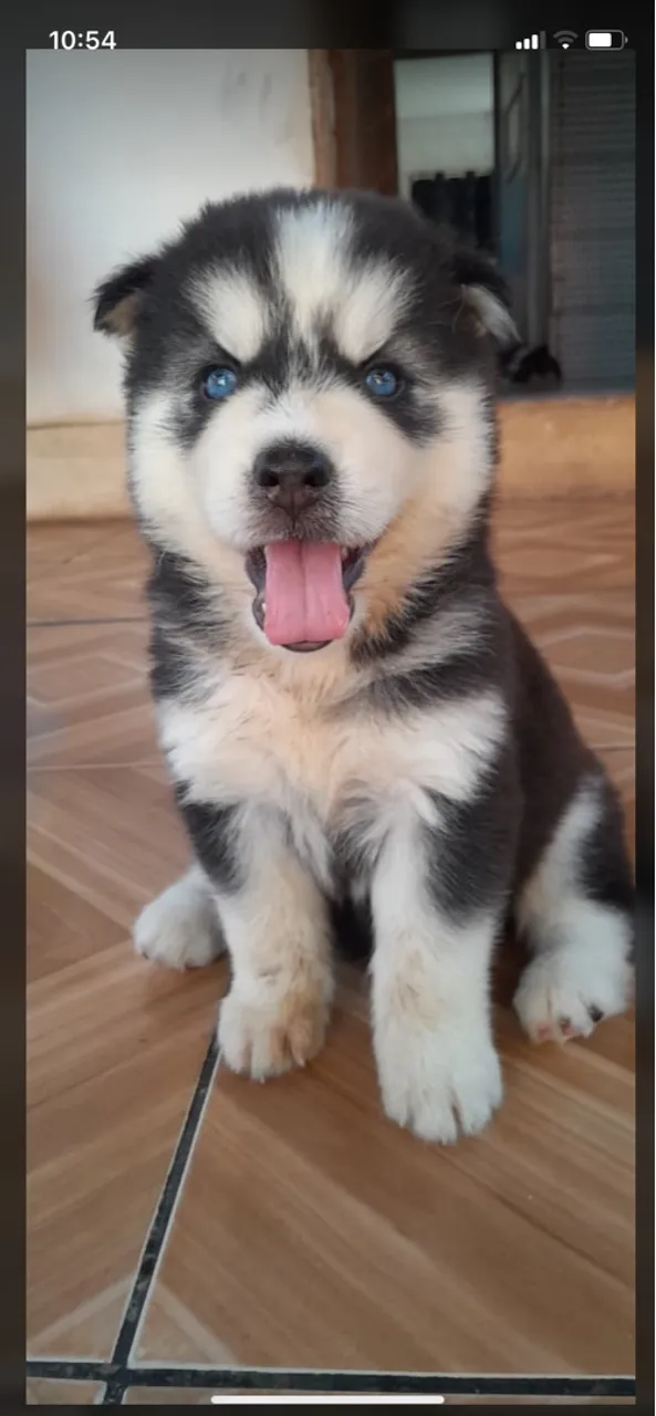 Filhote de Husky Siberiano