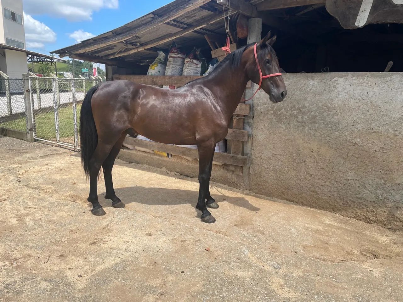 Cavalo Mangalarga Marchador