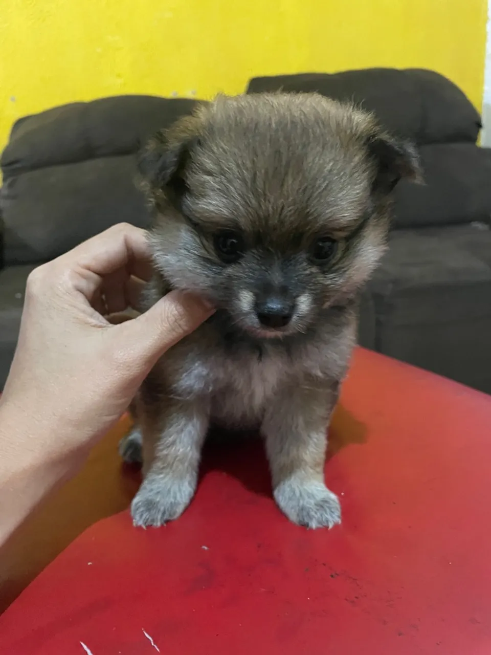 Filhote de Spitz Alemão
