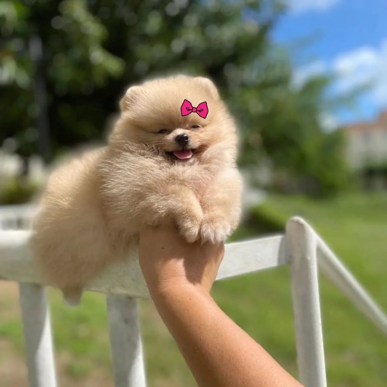 Ursinha Minúscula de Bolsa Lulu da Pomerânia  - Foto 5