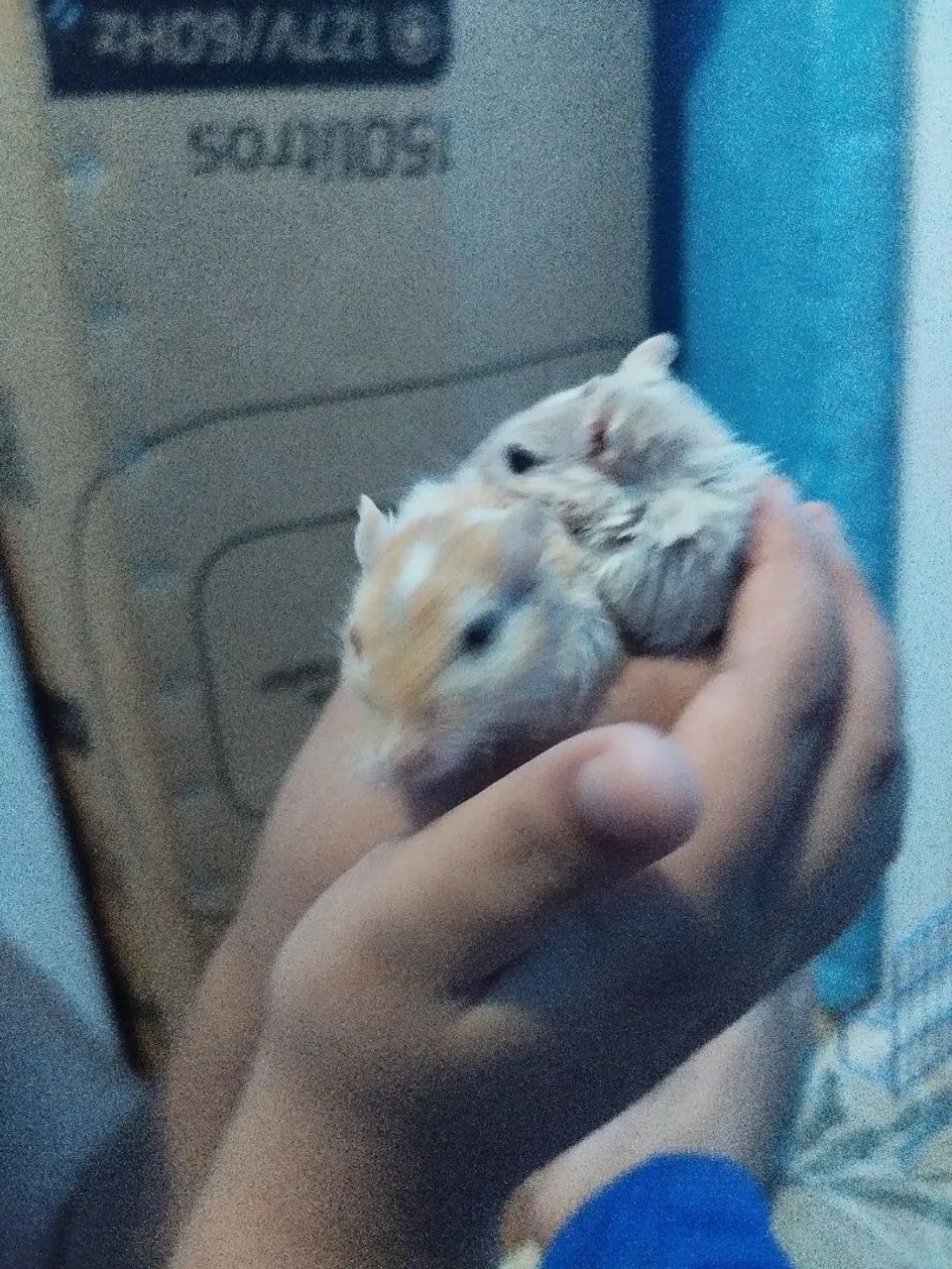 Gerbil Esquilo da Mongólia Hamster Roedores Filhotes e Adultos - Foto 6